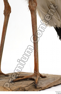 Black stork leg 0034.jpg